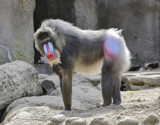 mandrill g5e15afbdc 640