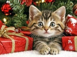 Regalos para amigas difíciles