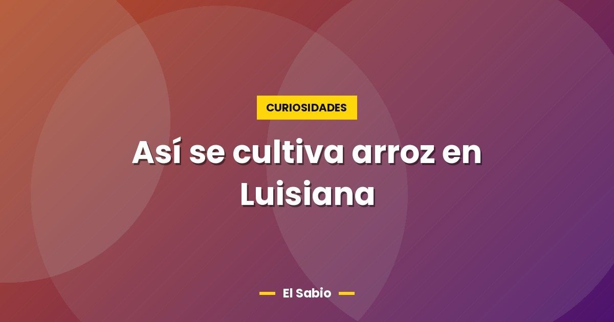 Así se cultiva arroz en Luisiana
