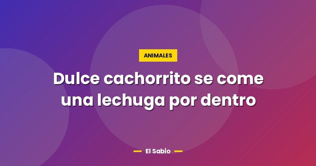 Dulce cachorrito se come una lechuga por dentro 1 Dulce cachorrito se come una lechuga por dentro