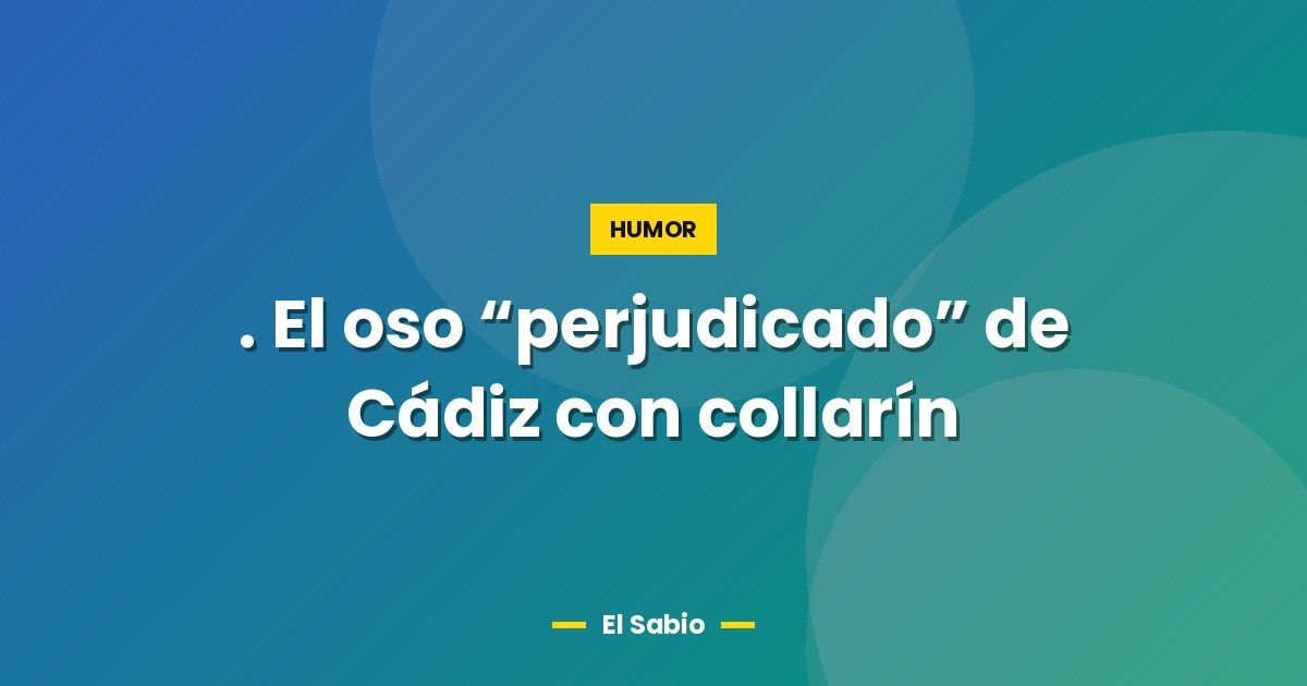 . El oso "perjudicado" de Cádiz con collarín 1 . El oso “perjudicado” de Cádiz con collarín