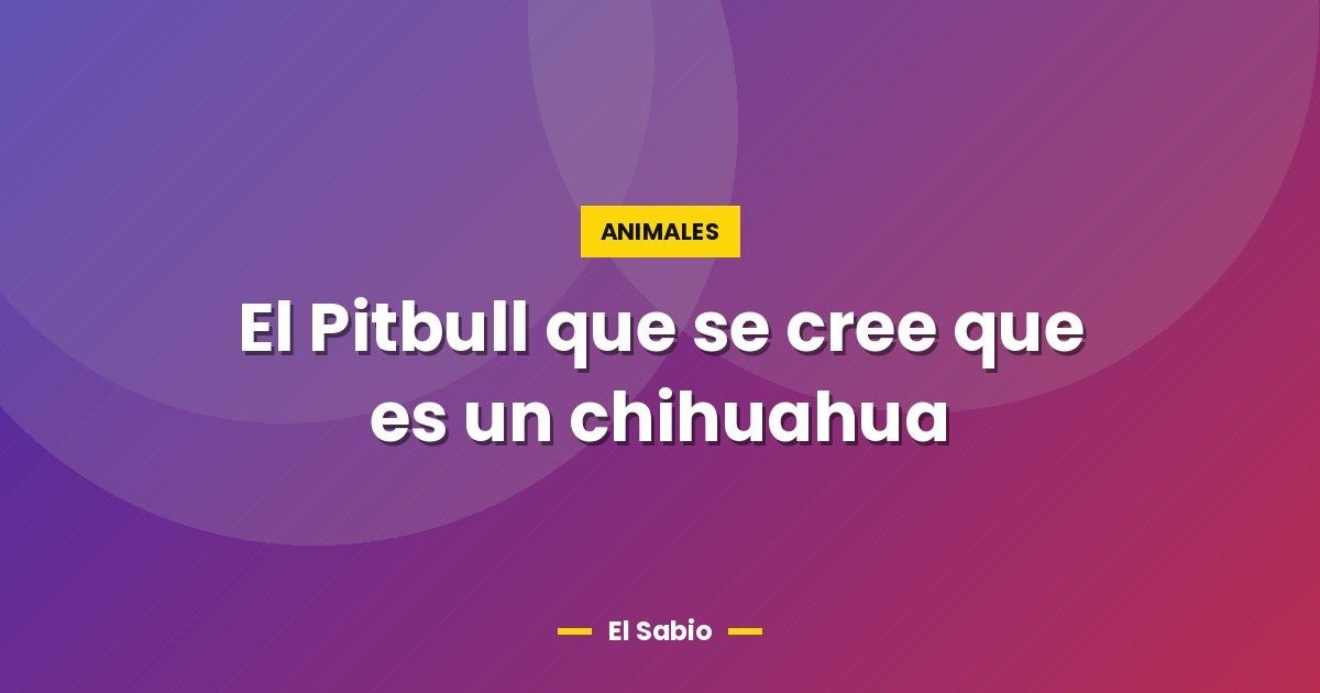 El Pitbull que se cree que es un chihuahua
