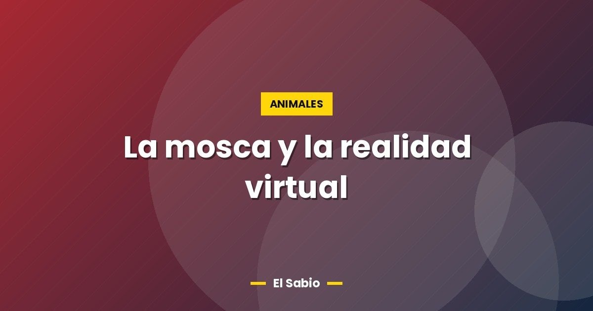 La mosca y la realidad virtual