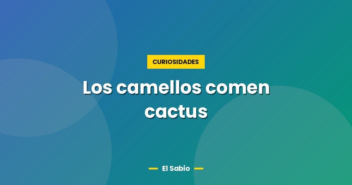 Los camellos comen cactus